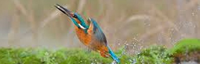 As kingfishers catch fire